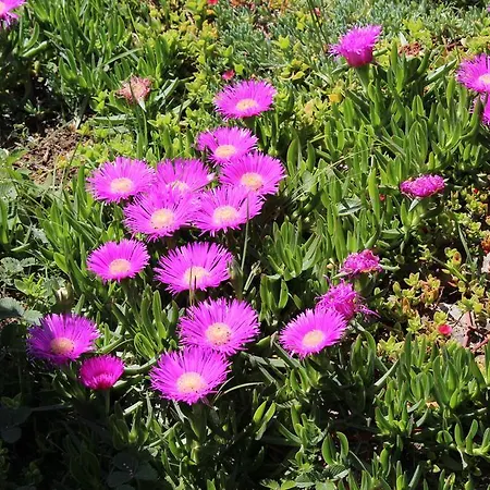 And Tea Apartman Rovinj