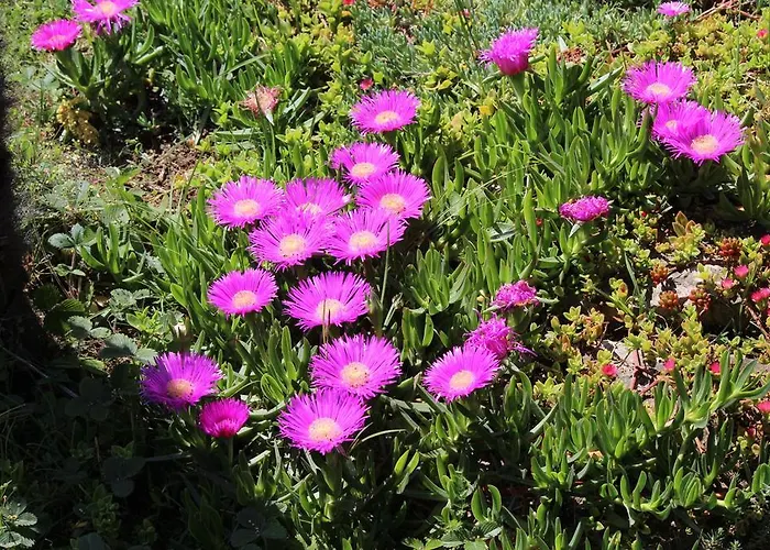 And Tea 公寓 罗维尼